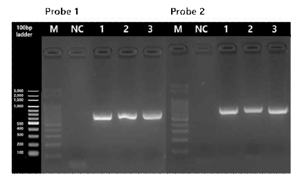 E. coli RNA 유래 cDNA를 이용한 probe 특이도 확인. (M: 100bp marker, NC: Negative control, 1: KCTC E.coli 1473, 2: KCTC E.coli 2786, 3: KCTC E.coli 2441)