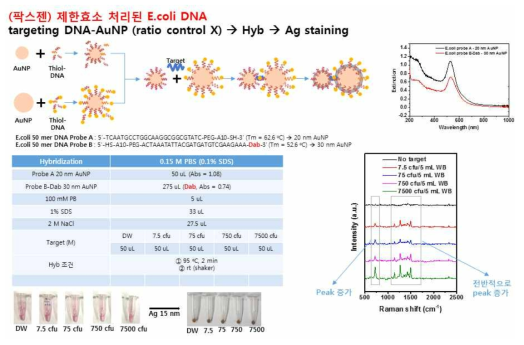 E. coli 배양 sample의 제한효소 처리한 DNA를 target으로 한 hybridization, 수율 계산 및 Ag shell 15 nm 성장 후 라만 신호 측정