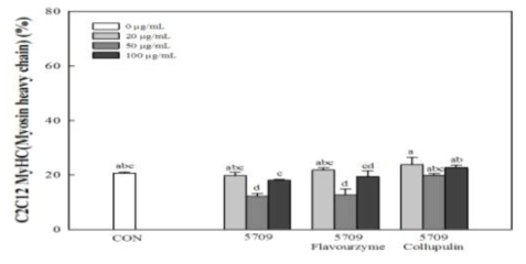 C2C12 세포에서의 근육분화 촉진 능력 (5709 Flavourzyme, 5709 Collupulin)