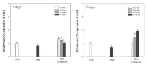 Effects of protein hydrolysate of rice syrup meal (5709) on relative mRNA expression of Sirt-1 in C2C12 myotubes. 5709, rice syrup meal without enzyme treatment; 5709 Collupulin, after hydrolysis for 12 h with alcalase, hydrolysis with collupulin was performed for 12 h. Cells were treated for 1, 3, 5 days. Data are represented as the mean ± SD. The different letters indicate significant (p<0.05) differences by Tukey test