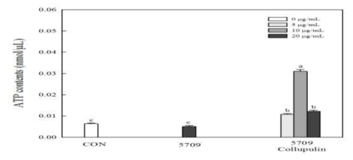 Effects of protein hydrolysate of rice syrup meal (5709) on adenosine triphosphate (ATP) contents in C2C12 myotubes. 5709, rice syrup meal without enzyme treatment; 5709 Collupulin, after hydrolysis for 12 h with alcalase, hydrolysis with collupulin was performed for 12 h. Cells were treated for 3 days. Data are represented as the mean ± SD. The different letters indicate significant (p <0.05) differences by Tukey test