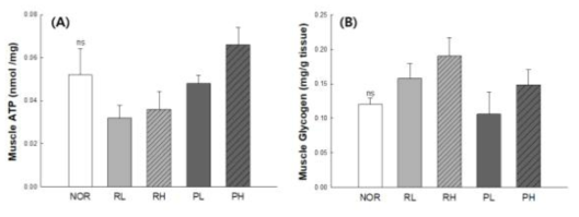 Effect of rice protein hydrolysates on ATP(A), glycogen(B) in gastrocnemius muscle. NOR : normal group(distilled water), RL : 1.5 g/kg of rice syrup meal, RH : 3 g/kg of rice syrup meal, PL : 1.5 g/ kg of Hydrolysate of rice syrup meal, PH : 3 g/ kg of Hydrolysate of rice syrup meal. Data are represented as the mean ± SE. The different letters indicate significant (p <0.05) differences by Tukey