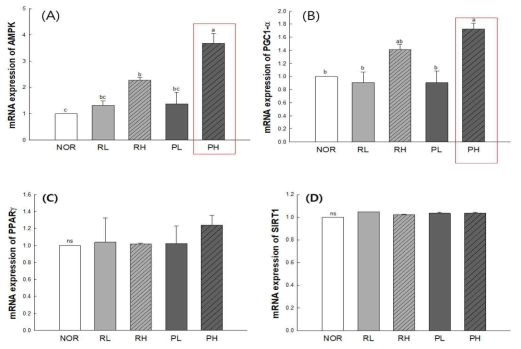 Effect of rice protein hydrolysates on mRNA expression rates in gastrocnemius muscle, measured by RT-PCR. (A) AMP-activated protein kinase(AMPK), (B) Peroxisome proliferator-activated receptor gamma coactivator 1-alpha(PGC-1α), (C). Peroxisome proliferator-activated receptor gamma(PPARγ) and (D)Sirtuin1(Sirt-1). NOR : normal group(distilled water), RL : 1.5 g/kg of rice syrup meal, RH : 3 g/kg of rice syrup meal, PL : 1.5 g/ kg of Hydrolysate of rice syrup meal, PH : 3 g/ kg of Hydrolysate of rice syrup meal. Data are represented as the mean ± SE. The different letters indicate significant (p <0.05) differences by Tukey