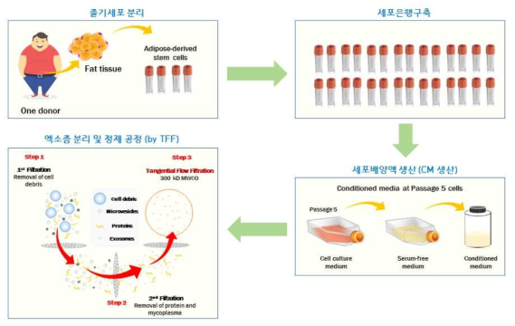 엑소좀 전체 생산공정 흐름도