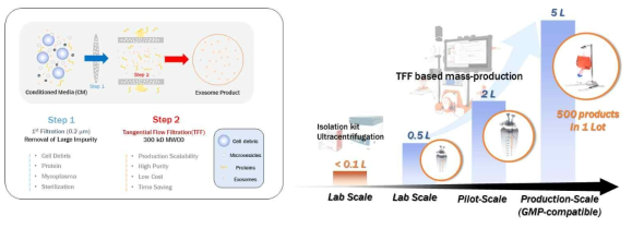 TFF 기반 엑소좀 분리·정제 공정 모식도 (좌) 및 엑소좀 대량생산 개요 (우)