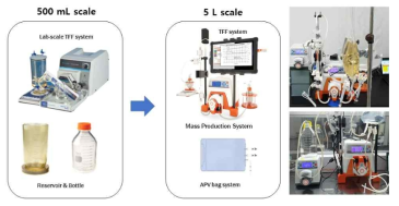 엑소좀 대량생산 공정 개발 모식도 (좌) 및 대량생산 공정 적용 실시 예 (우)