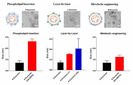 다양한 표적형 기술로 제작된 기능성 엑소좀의 형태 및 크기