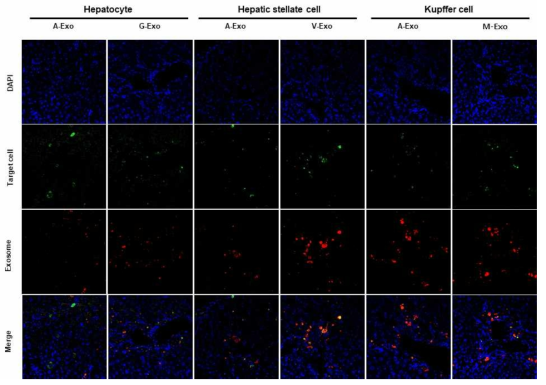 간 섬유증-연관 세포에 대한 각 표적형 엑소좀의 생체 내 표적능 평가