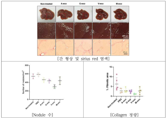 엑소좀 3회 투여군의 조직분석 결과