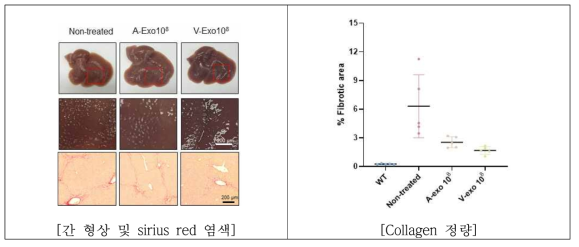 엑소좀 단회 투여군의 조직분석 결과