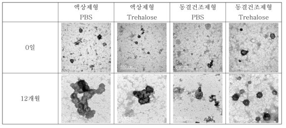 비임상 엑소좀의 입자형태 평가