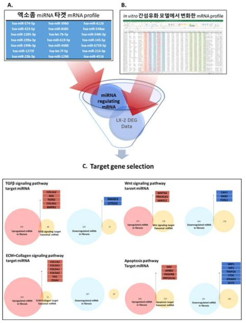 빅데이터 분석을 통한 엑소좀 내 miRNA의 Liver fibrosis 타겟 mRNA 탐색