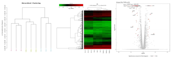 LX-2 간성상세포주에서의 RNA sequecing 분석 결과