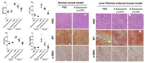TAA로 유도한 간독소 이용 동물 모델 확립 및 엑소좀 효능평가
