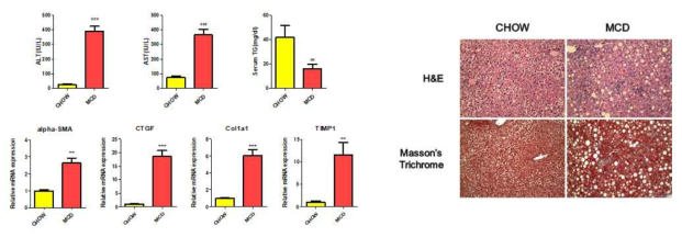 MCD 식이요법으로 유도한 비알코올성 지방간증 모델