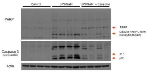 LPS/GalN 급성 간부전 모델에서 Exosome에 의한 세포자멸사 단백질 개선효과 확인
