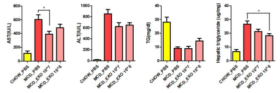 비알코올성 지방간증 모델에서 엑소좀의 효능평가: 혈액 생화학 분석 및 간 TG 분석