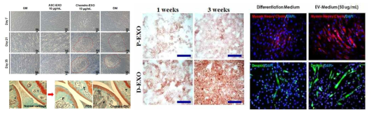 엑소좀을 이용한 줄기세포 분화 및 조직 재생 기술. (좌)연골 분화 (중) 지방조직 분화 (우) 근육조직 분화