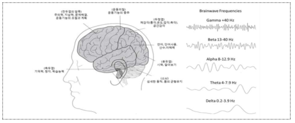 뇌의 구조 및 주파수별 분류