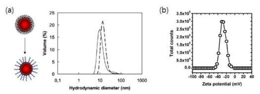 고분자 사슬의 양자점 부착을 통한 (a) 입자크기 변화(동적 광산란법), (b) 표면전하 변화