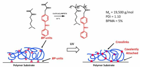 벤조페논(BP) 작용기를 통한 고분자 필름 내 가교구조 형성