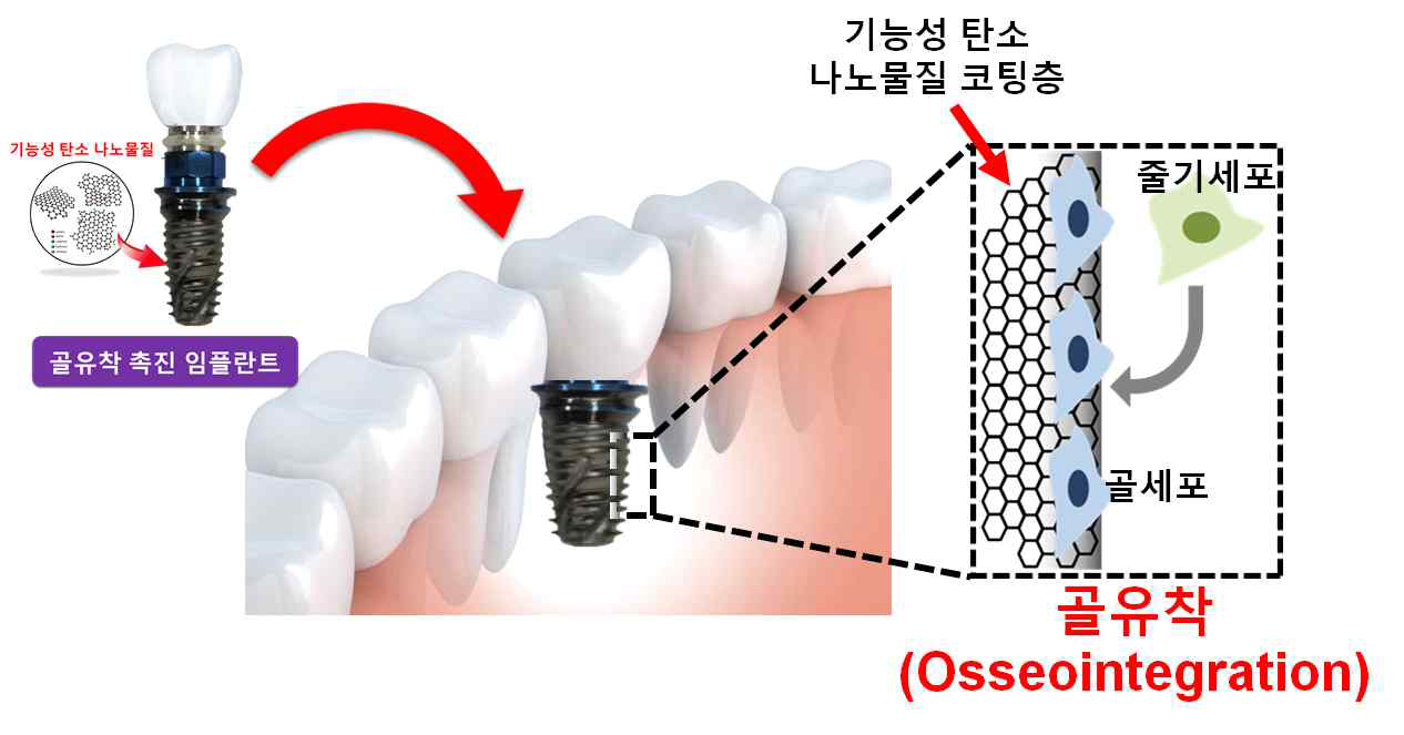 골유착 촉진 임플란트의 in vivo 유효성 검증