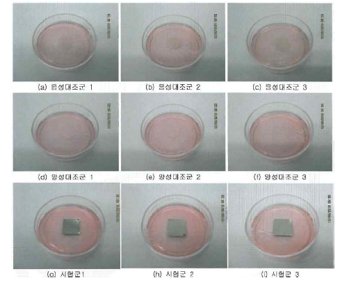 기능성 탄소 나노물질 코팅 임플란트 고정체의 세포독성시험