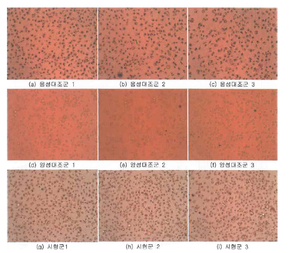 기능성 탄소 나노물질 코팅 임플란트 고정체의 세포독성시험 결과