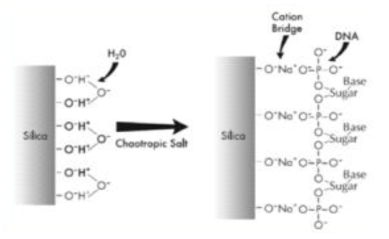 Silica와 핵산 흡착 모식도