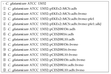 C11 디카르복실산 생산 관련 C. glutamicum ATCC 13032 재조합 균주 목록