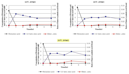 Corynebacterium glutamicum ATCC 13032::pCES208I16::bvmo - 2step bioconversion 결과