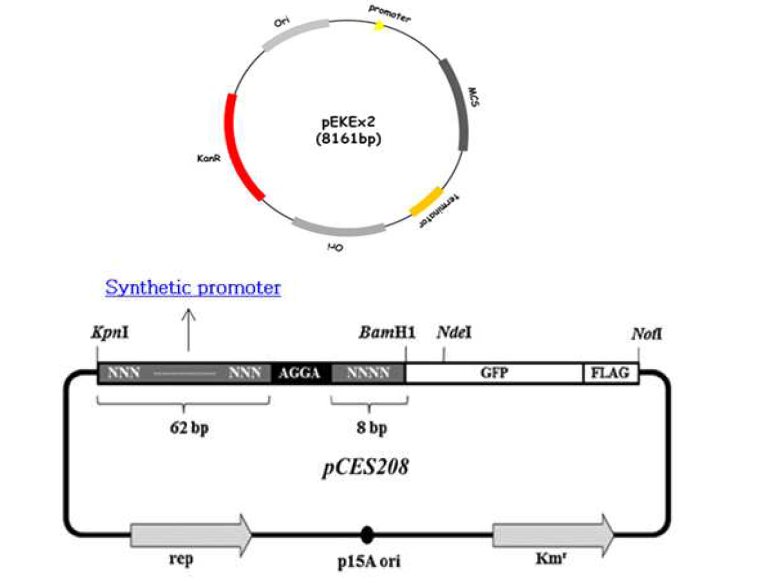 pEKEx2와 pCES208 vector 구조