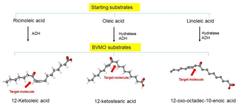 BVMO 효소 반응에 참여 12-keto acid 기질의 chemical structure&conformation