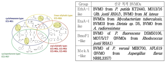 BVMO 단백질 sequence analysis 결과에 따른 목적 신규 BVMO의 선별