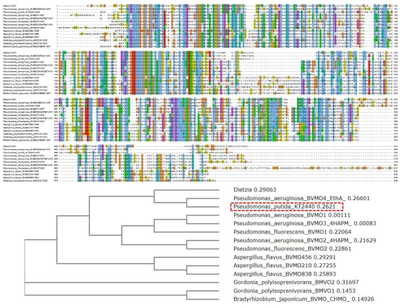 P. putida KT2440 BVMO 단백질 sequence analysis 결과에 따른 신규 BVMO의 선별