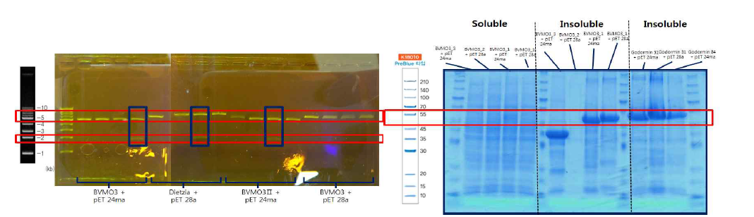 선별된 신규 BVMO의 E. coli BL21(DE3) pJOE-BVMO/pACYC-ADH-ohyA 구축