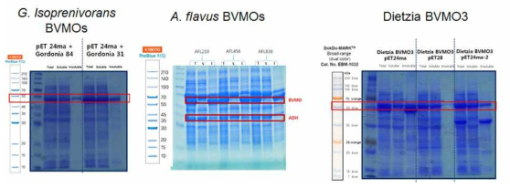 신규 BVMO 유전자의 대장균에서 발현 SDS-PAGE 결과 I