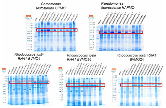 신규 BVMO 유전자의 대장균에서 발현 SDS-PAGE 결과 II