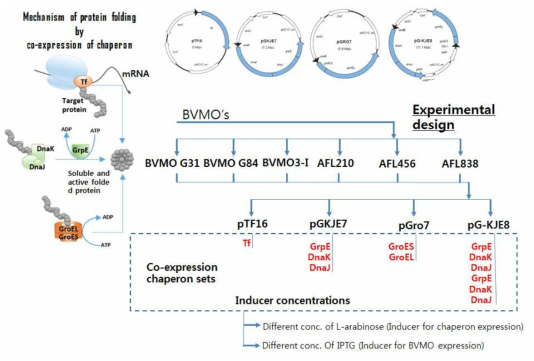 Molecular chaperone을 이용한 신규 BVMO 유전자의 대장균에서 발현 증대 전략