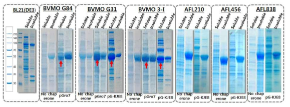 Molecular chaperone과 신규 BVMO 유전자 대장균에서 동시 발현 SDS-PAGE 결과