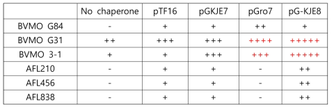 Molecular chaperone 동시 발현을 통한 BVMO 대장균에서 발현 효과 정리