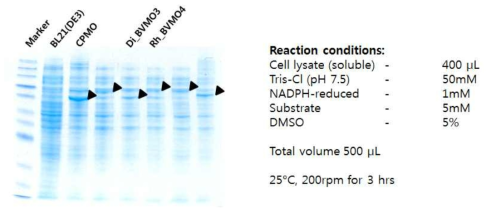 CPMO. BVMO3, Rhodococcus BVMO4의 in-vitro 반응 condition