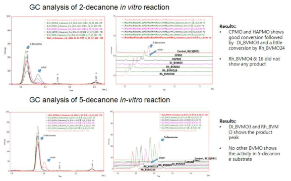 CPMO. BVMO3, Rhodococcus BVMO4의 in-vitro 2/5-decanone 생변환 결과