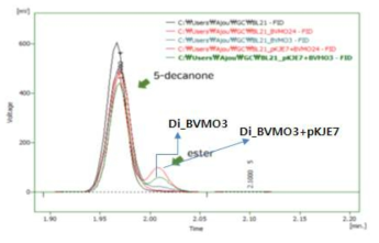 BVMO3 및 pKJE7 molecular chaperone 동시발현 균주의 5-decanone 생변환 결과