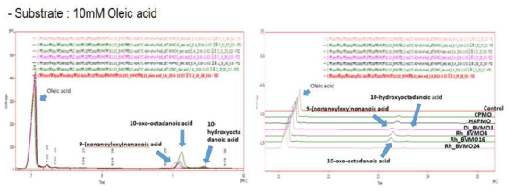 Soluble BVMO 효소의 올레산 생변환 실험 결과