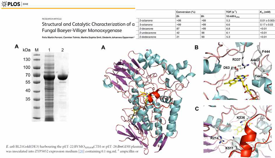 AFL838 효소의 발현, 기질 특이성, crystal structure 선행 논문 (ref. PLOS one, Opperman et. al.)