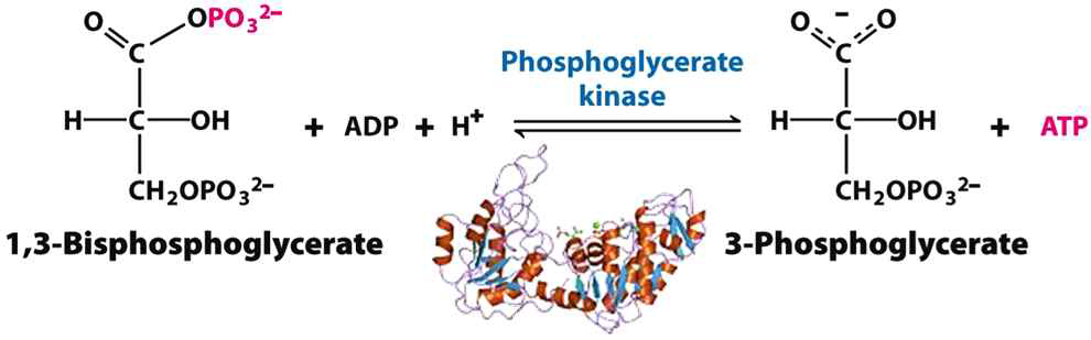 Phoshoglyceerate kinase 효소 단백질과 fusion을 통한 신규 BVMO효소의 발현 증대