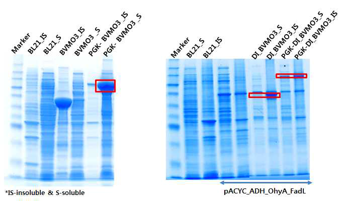 신규 BVMO 유전자의 대장균에서 발현 SDS-PAGE 결과