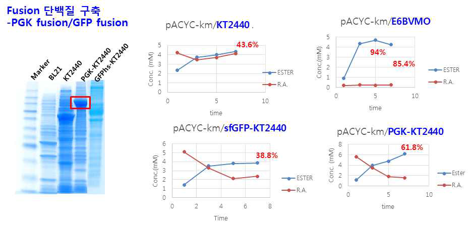 PGK-E6-BVMO fusion 단백질을 구축 및 ester 전환 활성 평가