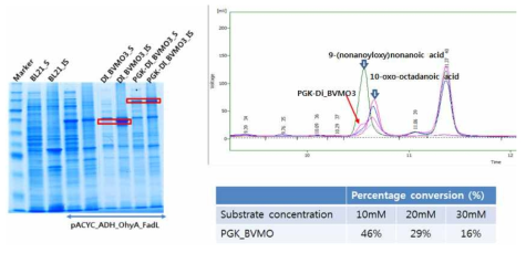 PGK-BVMO3 fusion 단백질을 구축 및 ester 전환 활성 평가